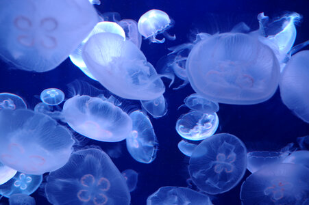 4 Jellyfish