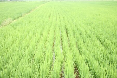 Farmland outdoor asian photo