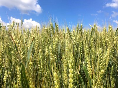 Agriculture barley beautiful photo