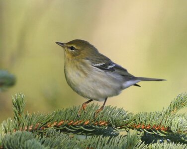 Bird Setophaga striata song bird