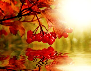 Nature landscape autumn