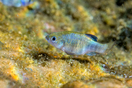 Ash Meadows Amargosa pupfish photo