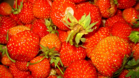 Red berry garden strawberry photo