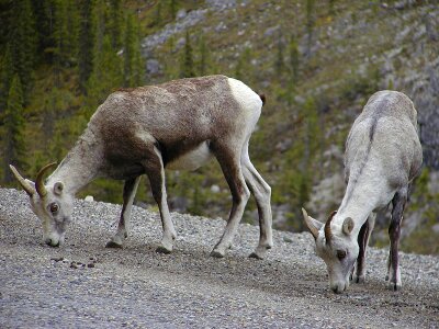 Canadien rockies canada fauna photo