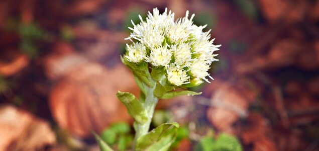 Forest plant petasites albus composites