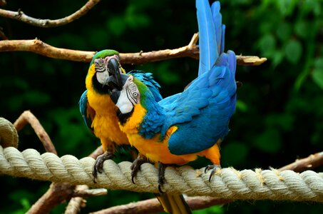Ara bird colorful
