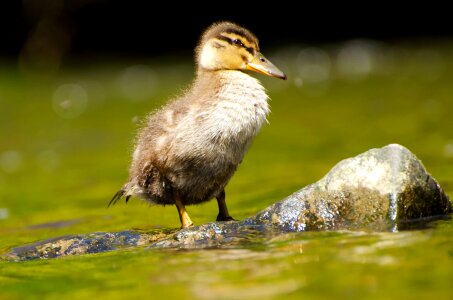 Platyrhynchos park bird photo