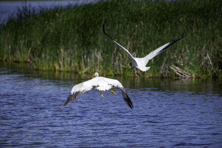 Pelicans taking off from the water photo