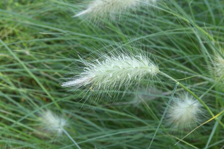 Blades of grass soft greenery