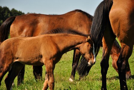 Horse prairie foal