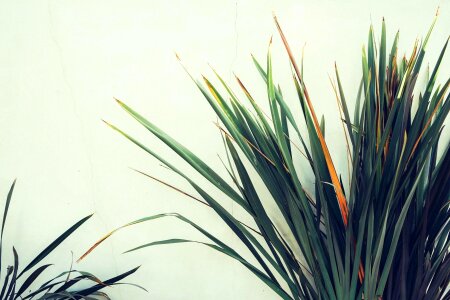 Exotic flora herb