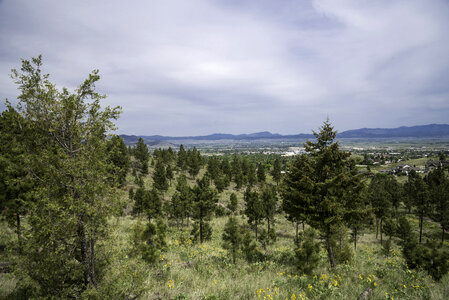 Pine trees and landscape in Helena