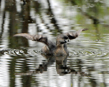 Pie_billed Grebe