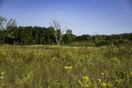 Trees and Grass at Cherokee Marsh photo