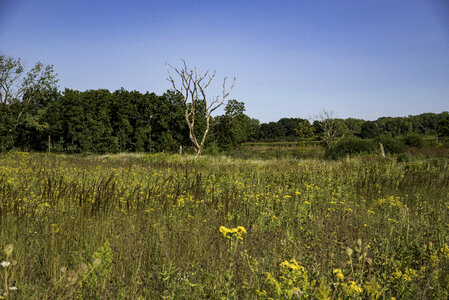 Trees and Grass at Cherokee Marsh