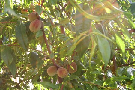 Peach witvlezige fruit tree netherlands