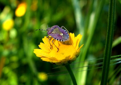 Animal arthropod beautiful flowers