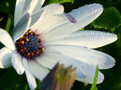 Beautiful Photo bloom macro