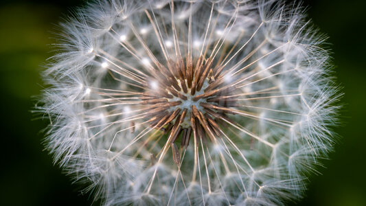 Dandelion Macro photo