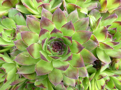 Pointed reddish green photo