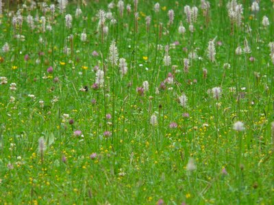 Plantain flowers blossom photo