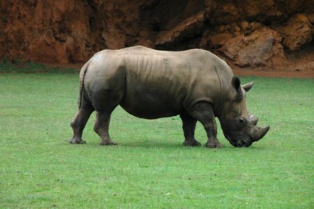 Africa horn nature