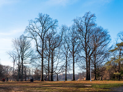 Park Trees and Landscape photo