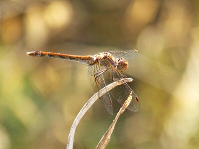 Detail wings macro