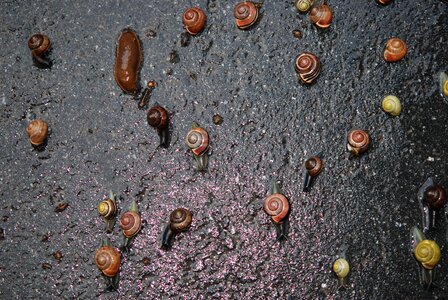 Organism amphibian moving