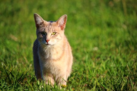 Animal beautiful photo cat