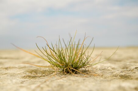 Live nature plant