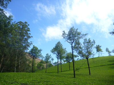 Beautiful Landscape Green Trees photo