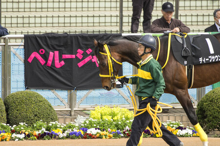 16 Horse race