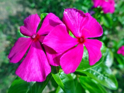 Beautiful beautiful flowers beautiful photo