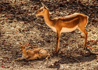 Africa calf animal