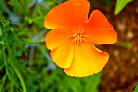 Beautiful Flowers bloom blooming