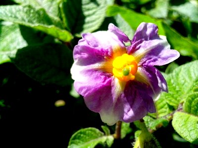 Bloom potato photo