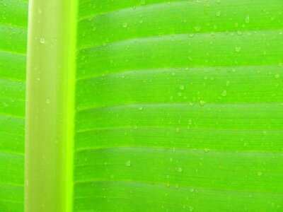 Macro drops plant leaves water photo