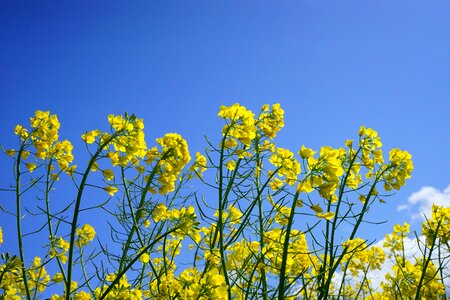 Yellow flowers plant photo