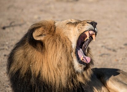 Animal lion roaring photo