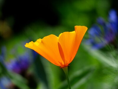 Bloom plant orange photo