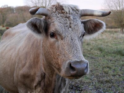 Animal bovine bull photo