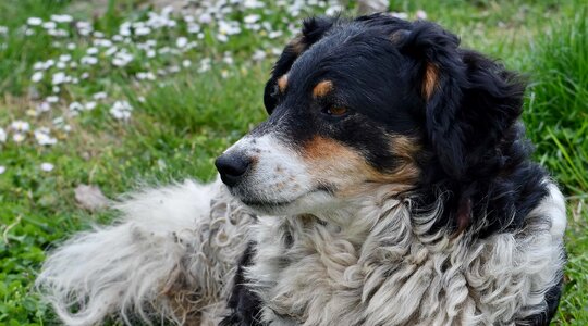 Pedigree purebred sheepdog photo