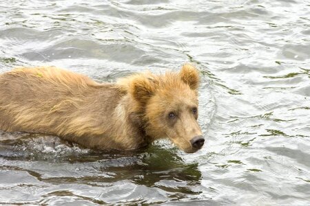 Bear bear cub grizzly
