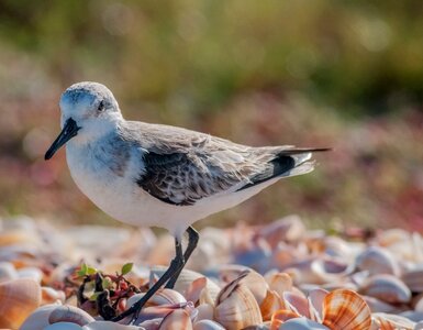 Sanderling Sandpiper running in White Sand photo