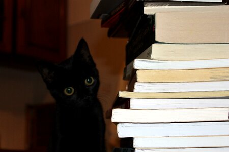 Cat books black