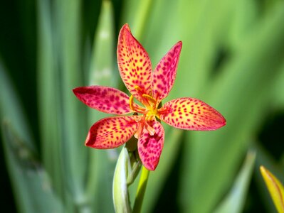 Bloom blossom colorful photo