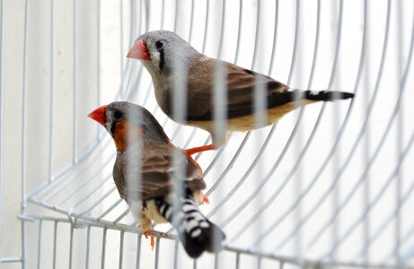 Pet pet birds cage