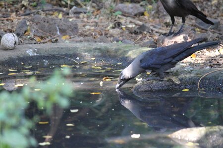 Animal bird fauna