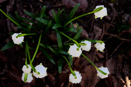 Bloom white forest photo